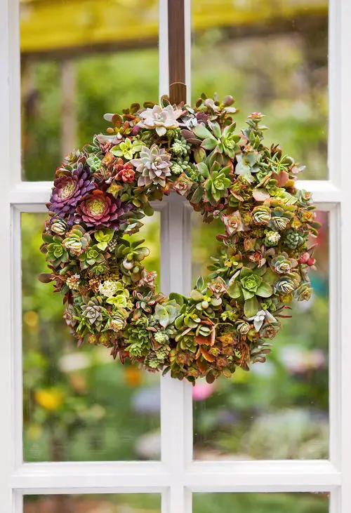 Outdoor Succulent Decoration Pictures 2