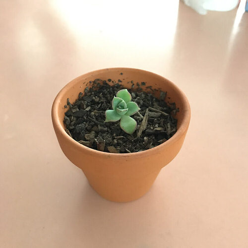 Avoid Large Pots