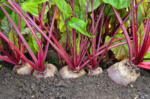 Fast Growing Vegetables for Quick Harvest