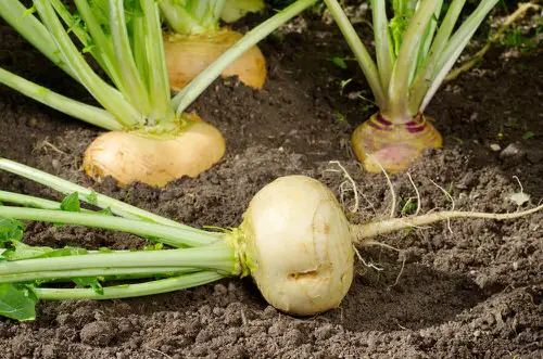 Root Vegetables with Edible Greens 4