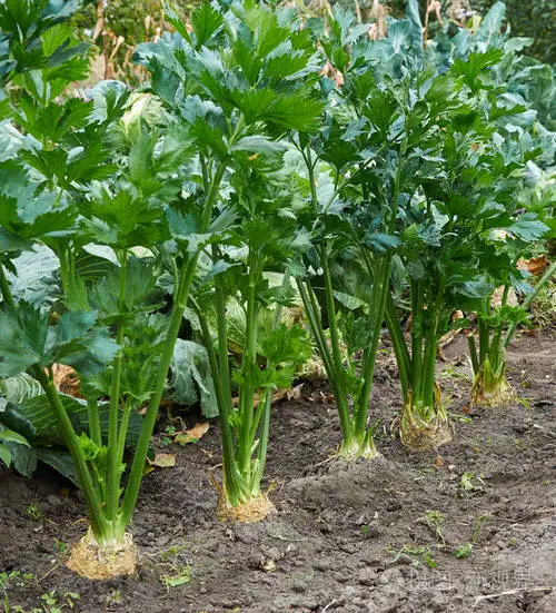Root Vegetables with Edible Greens 3
