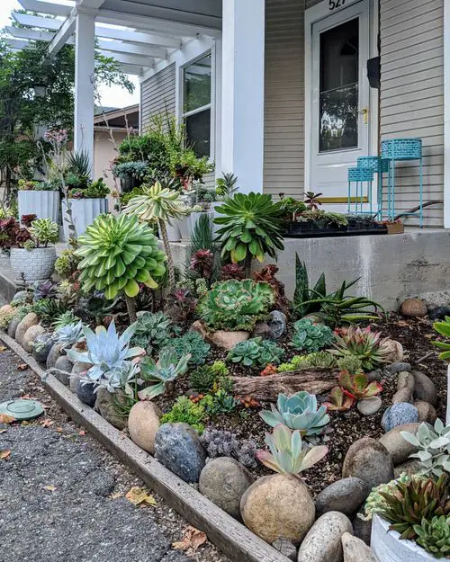 Outdoor Succulent Decoration Pictures 4