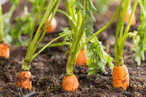 Root Vegetables with Edible Greens 6