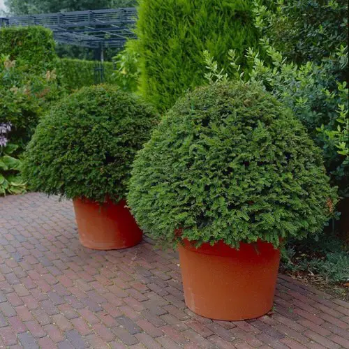 Best Architectural Plants to Grow in Containers 5