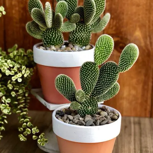 Succulents for Air Purification in Homes