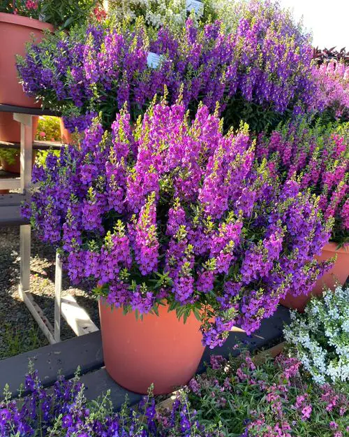 Flowers that Start with A- Angelonia
