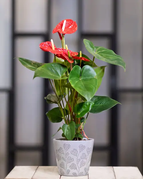 top Most Beautiful Houseplants You Never Knew About