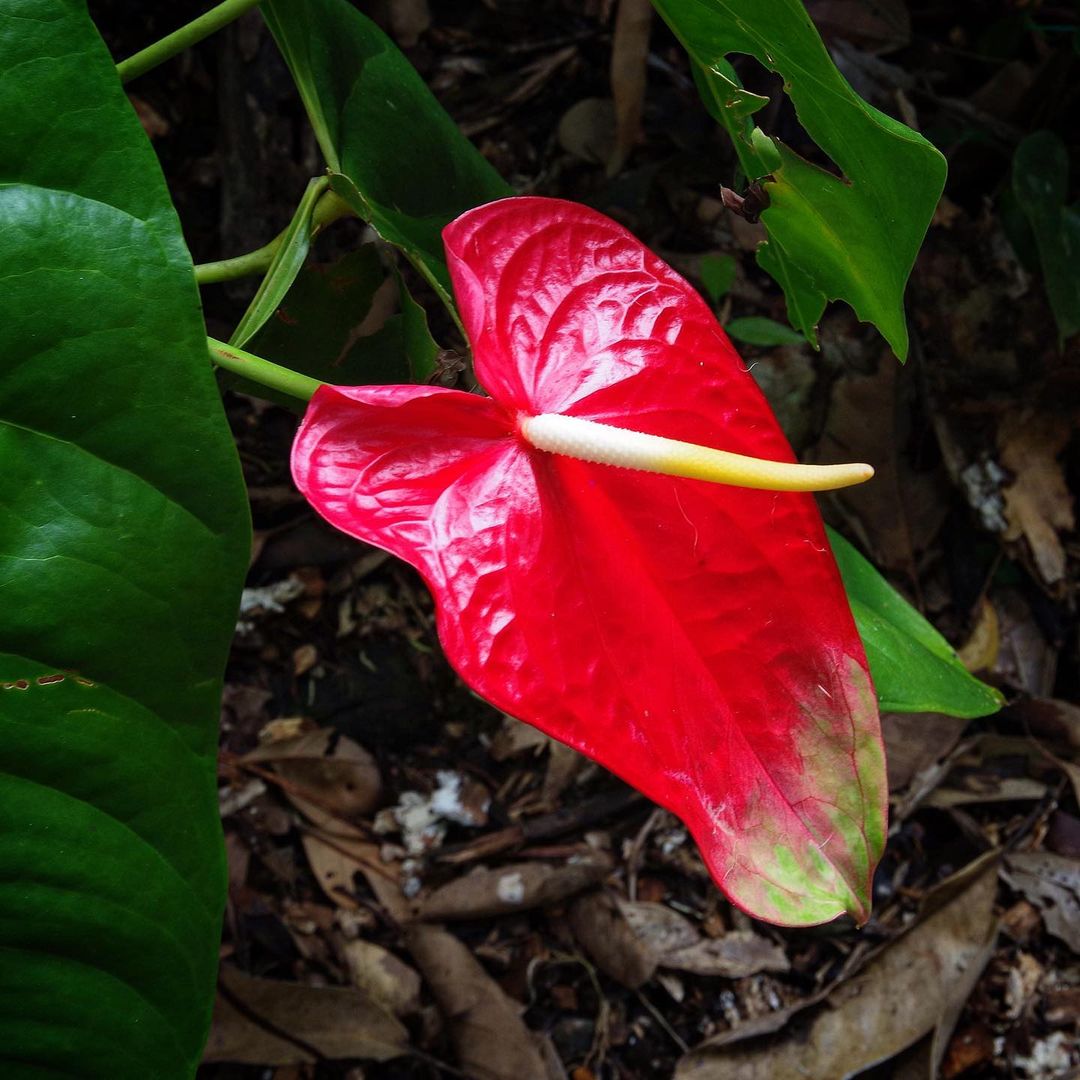 How to Force Anthuriums to Bloom Faster