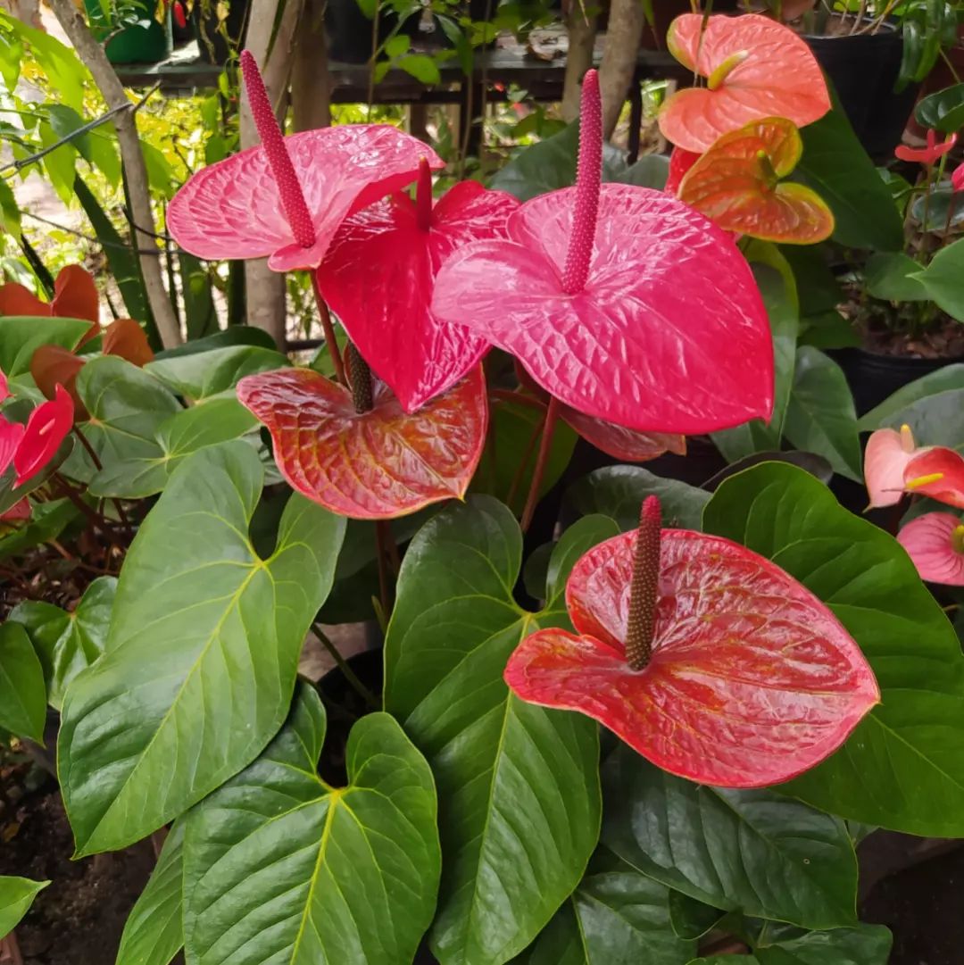 How to Force Anthuriums to Bloom Faster Fertilization