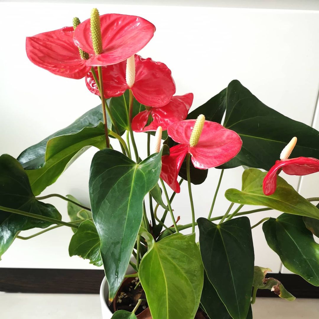 Prune the Plant!
