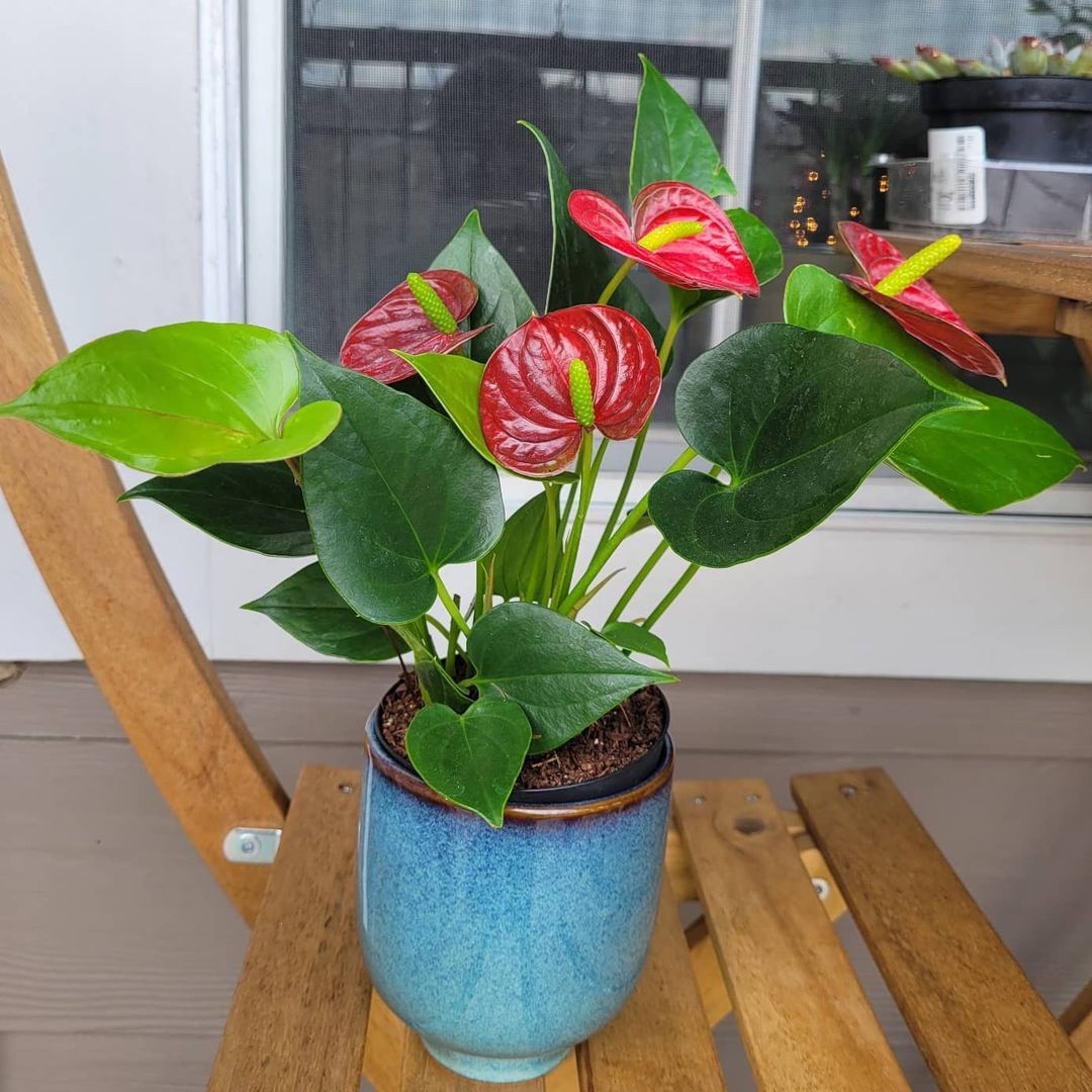 Keep them in Small Pots