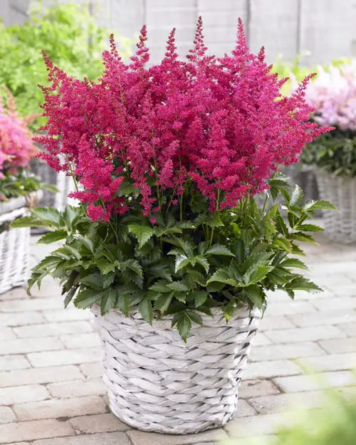 Flowers that Start with A- Astilbe