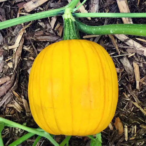 Different Types of Pumpkin Varieties 14