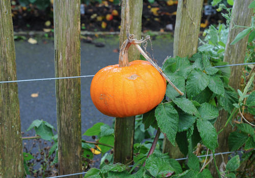 Different Types of Pumpkin Varieties 28
