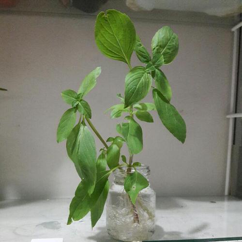 Edibles You Can Grow in Water 5
