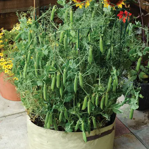Vegetables to Grow Vertically