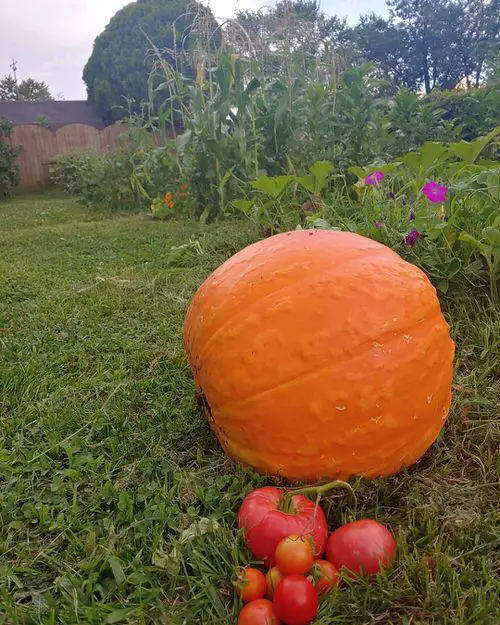 Different Types of Pumpkin Varieties
