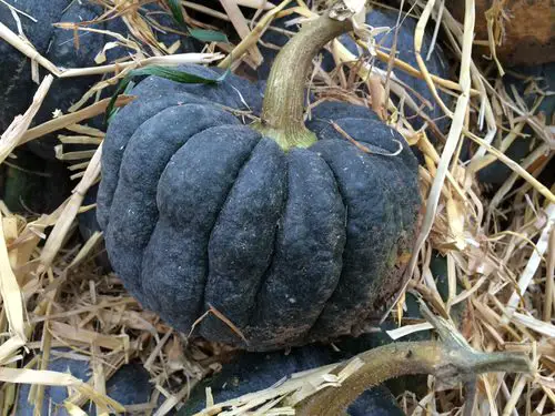 Different Types of Pumpkin Varieties 19