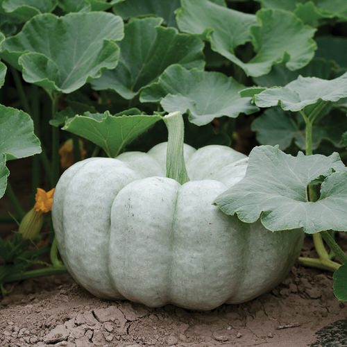 Different Types of Pumpkin Varieties 16