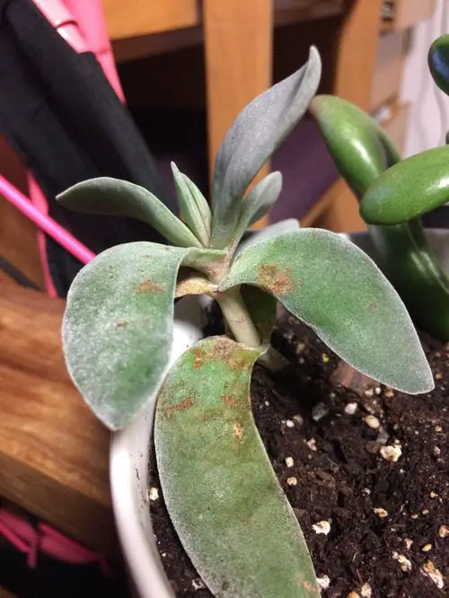 Common Succulent Problems and Solutions 3