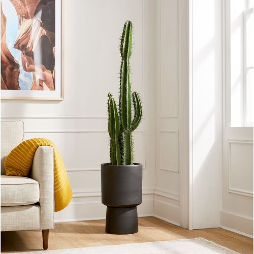 Most Popular Houseplants According to TikTok 2