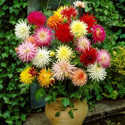 Best Types of Zinnia Varieties 