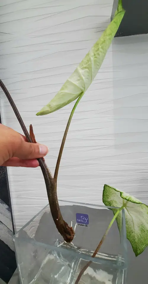 Growing Caladiums in Water 2
