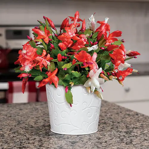 Stunning Succulents with Red Flowers