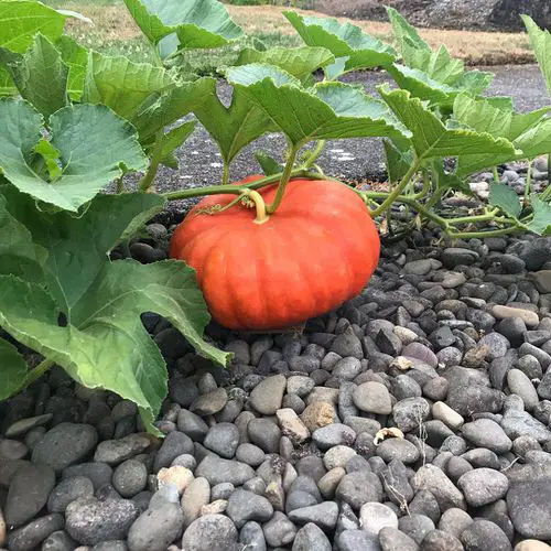 Different Types of Pumpkin Varieties 11
