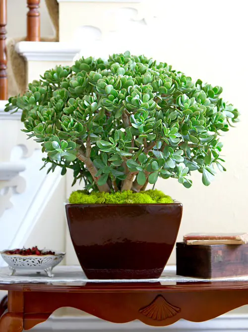 top Best Air Purifying Succulents for Homes