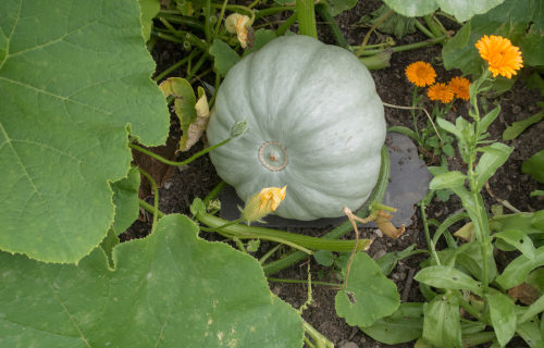 Different Types of Pumpkin Varieties 3