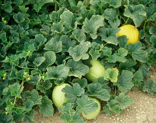 Best Edible Ground Cover Plants 4