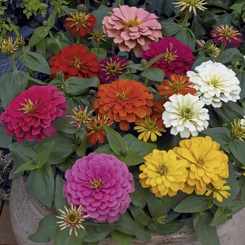 Best Types of Zinnia Varieties 8