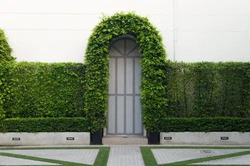 Best Entrance Plants Pictures 9