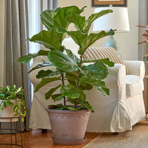 Most Popular Houseplants According to TikTok 3