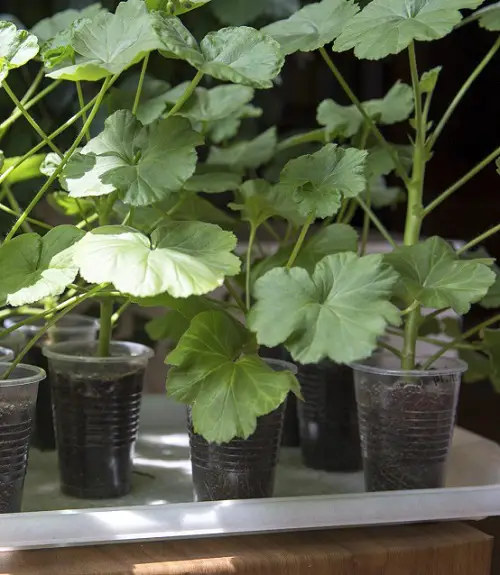Propagate Geraniums from cuttings