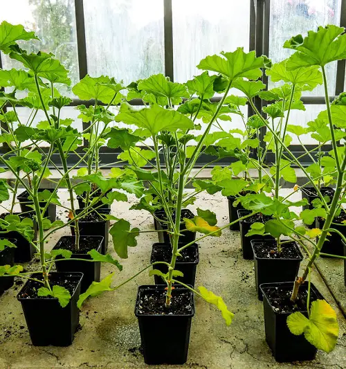 Propagate Geraniums from cuttings