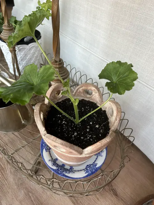Propagate Geraniums from cuttings