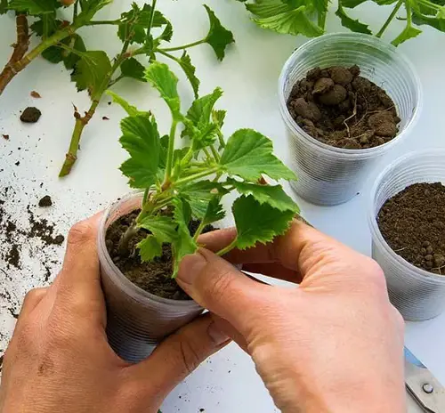 Propagate Geraniums from cuttings