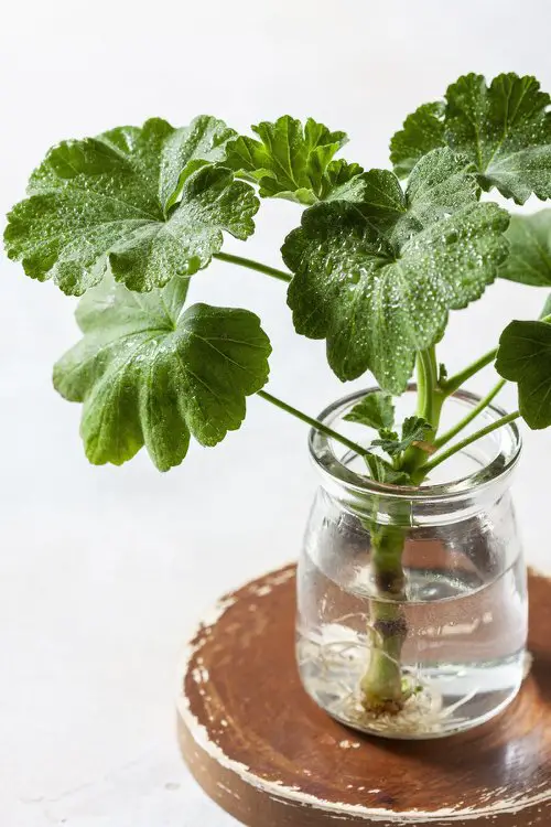 Geranium Cuttings in Water