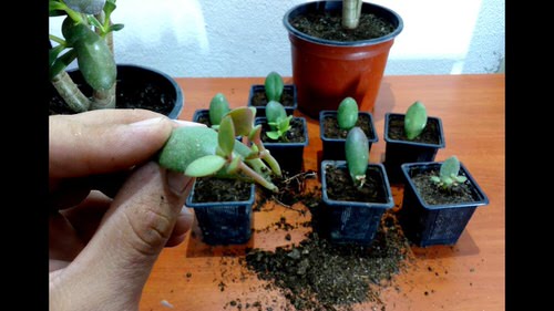 How to Grow a Jade Plant From Leaf Cuttings