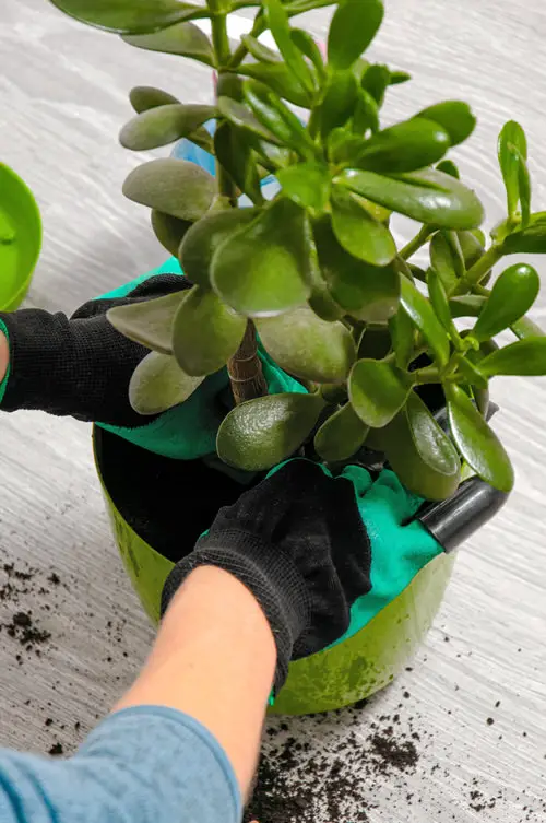 Tips to Grow the New Jade Plants