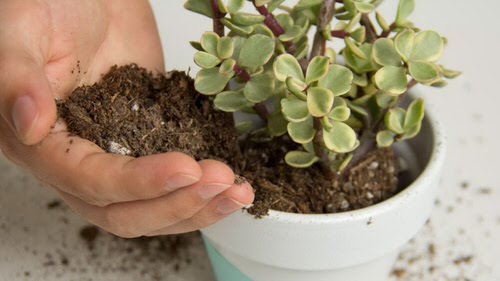 Tips for Never Ever Killing a Succulent Fertilize Less Often