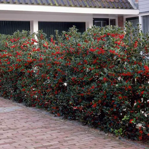 Best Plants for Hedging in garden