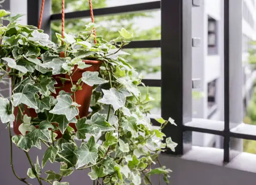 English Ivy privacy plant near window