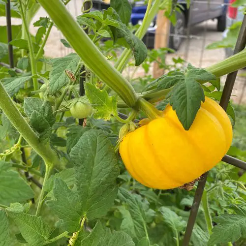 Different Types of Pumpkin Varieties 26