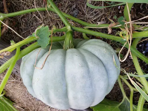 Different Types of Pumpkin Varieties 6