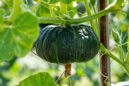 Different Types of Pumpkin Varieties 7