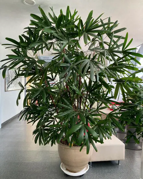  Indoor Palms That Need No Sunlight!