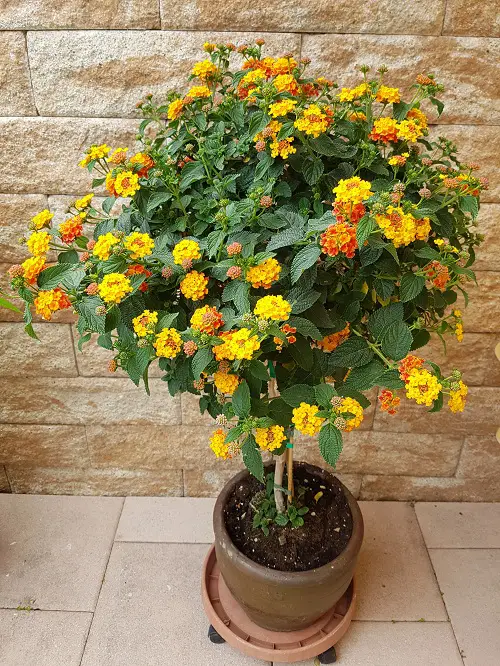 Types of Lantanas 2